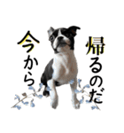 檸檬☆時々来夢（個別スタンプ：15）