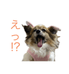 可愛いアイドル！ユキ（個別スタンプ：2）