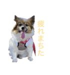 可愛いアイドル！ユキ（個別スタンプ：4）