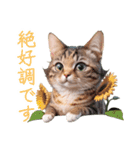 トラ猫のフルと一緒にゴロゴロ（個別スタンプ：8）