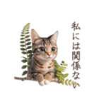 トラ猫のフルと一緒にゴロゴロ（個別スタンプ：11）