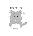 チンチラちびまるくん♡イラストスタンプ（個別スタンプ：1）