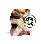 アンちゃんのんびり（個別スタンプ：2）