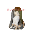 アンちゃんのんびり（個別スタンプ：3）