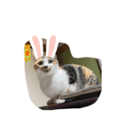 アンちゃんのんびり（個別スタンプ：8）