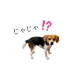 COCO little beagle 2（個別スタンプ：1）