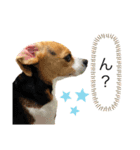 COCO little beagle 2（個別スタンプ：2）