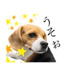 COCO little beagle 2（個別スタンプ：4）