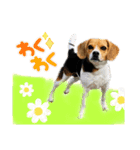 COCO little beagle 2（個別スタンプ：5）