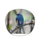 悠芽の鳥日記3（個別スタンプ：5）