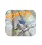 悠芽の鳥日記3（個別スタンプ：7）
