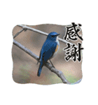 悠芽の鳥日記3（個別スタンプ：9）