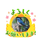 悠芽の鳥日記3（個別スタンプ：12）