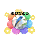 悠芽の鳥日記3（個別スタンプ：13）