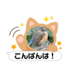 悠芽の鳥日記3（個別スタンプ：21）