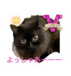 黒猫 ルナ院長48にゃんめ（個別スタンプ：2）