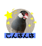 桜文鳥わすけ【改訂版】（個別スタンプ：4）