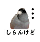 桜文鳥わすけ【改訂版】（個別スタンプ：9）