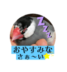 桜文鳥わすけ【改訂版】（個別スタンプ：10）