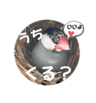 桜文鳥わすけ【改訂版】（個別スタンプ：17）