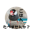 桜文鳥わすけ【改訂版】（個別スタンプ：18）