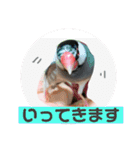 桜文鳥わすけ【改訂版】（個別スタンプ：19）