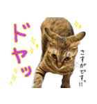 しいこたむつ 第4弾（個別スタンプ：8）
