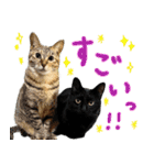 しいこたむつ 第4弾（個別スタンプ：10）