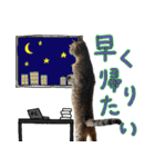 しいこたむつ 第4弾（個別スタンプ：26）