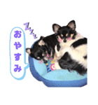 我が家の犬たち9（個別スタンプ：2）