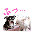 我が家の犬たち9（個別スタンプ：16）