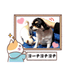 我が家の犬たち9（個別スタンプ：22）