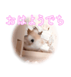 ぴよちゃんの毎日スタンプ（個別スタンプ：1）