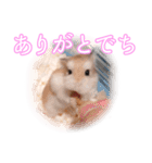 ぴよちゃんの毎日スタンプ（個別スタンプ：2）