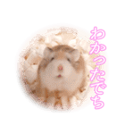 ぴよちゃんの毎日スタンプ（個別スタンプ：3）