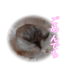 ぴよちゃんの毎日スタンプ（個別スタンプ：5）
