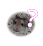 ぴよちゃんの毎日スタンプ（個別スタンプ：7）