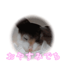ぴよちゃんの毎日スタンプ（個別スタンプ：8）