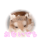 ぴよちゃんの毎日スタンプ（個別スタンプ：11）