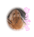 ぴよちゃんの毎日スタンプ（個別スタンプ：12）