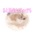 ぴよちゃんの毎日スタンプ（個別スタンプ：15）