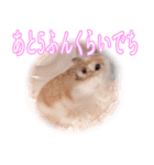 ぴよちゃんの毎日スタンプ（個別スタンプ：16）
