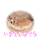 ぴよちゃんの毎日スタンプ（個別スタンプ：19）