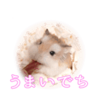 ぴよちゃんの毎日スタンプ（個別スタンプ：24）