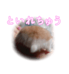 ぴよちゃんの毎日スタンプ（個別スタンプ：27）