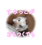 ぴよちゃんの毎日スタンプ（個別スタンプ：29）