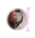 ぴよちゃんの毎日スタンプ（個別スタンプ：31）
