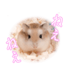 ぴよちゃんの毎日スタンプ（個別スタンプ：36）