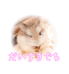 ぴよちゃんの毎日スタンプ（個別スタンプ：38）
