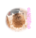 ぴよちゃんの毎日スタンプ（個別スタンプ：40）